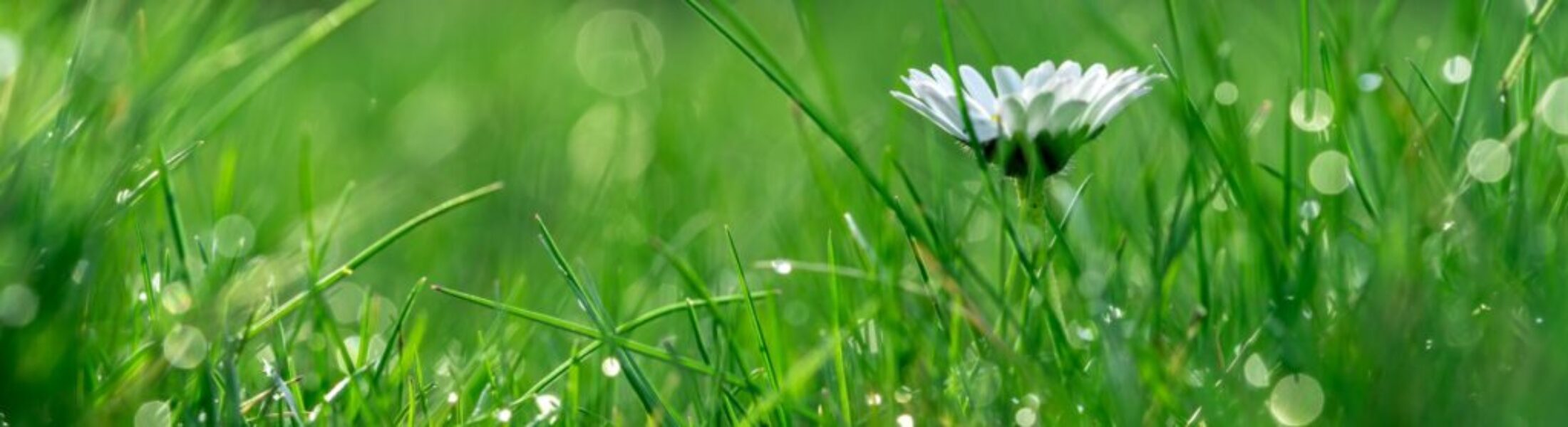 Daisyflower panorama