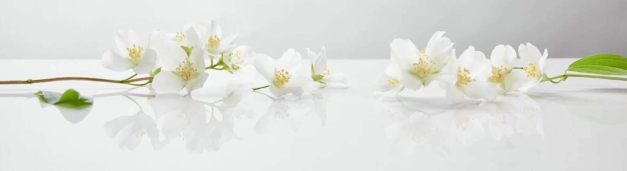 panoramic shot of jasmine flowers on white surface